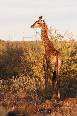 Giraffe / Giraffe / Giraffa camelopardalis