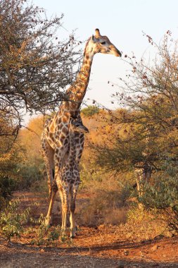 Giraffe / Giraffe / Giraffa camelopardalis