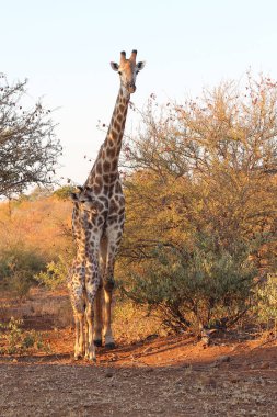 Giraffe / Giraffe / Giraffa camelopardalis