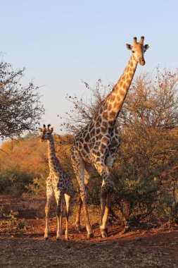 Giraffe / Giraffe / Giraffa camelopardalis