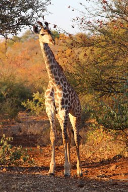 Giraffe / Giraffe / Giraffa camelopardalis