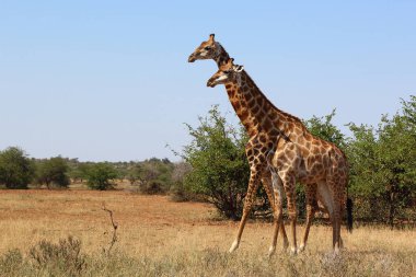 Giraffe / Giraffe / Giraffa camelopardalis