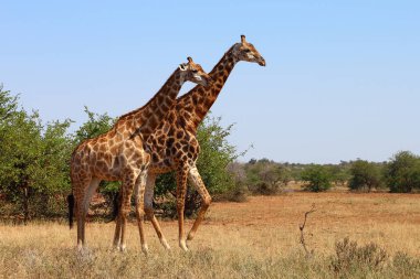 Giraffe / Giraffe / Giraffa camelopardalis
