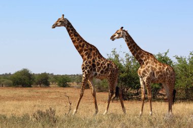 Giraffe / Giraffe / Giraffa camelopardalis