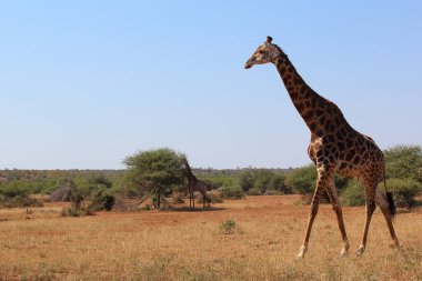 Giraffe / Giraffe / Giraffa camelopardalis