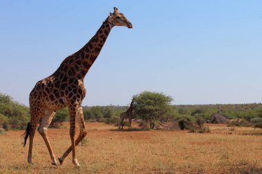 Giraffe / Giraffe / Giraffa camelopardalis
