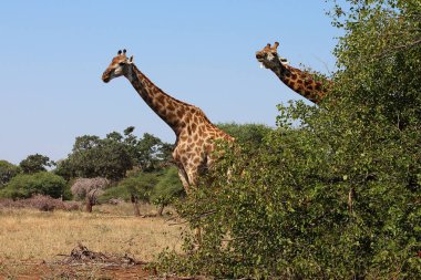 Giraffe / Giraffe / Giraffa camelopardalis