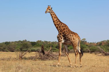 Giraffe / Giraffe / Giraffa camelopardalis