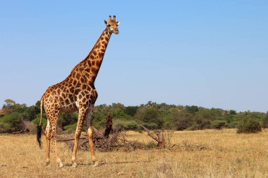 Giraffe / Giraffe / Giraffa camelopardalis