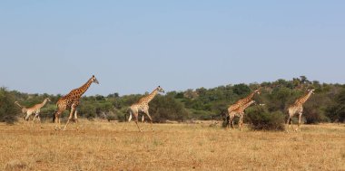 Giraffe / Giraffe / Giraffa camelopardalis