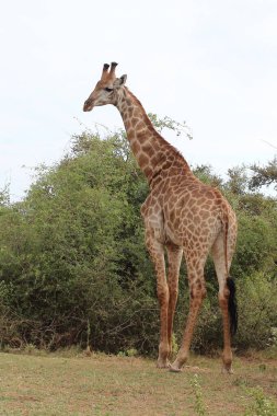Giraffe / Giraffe / Giraffa camelopardalis