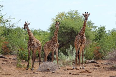 Giraffe / Giraffe / Giraffa camelopardalis