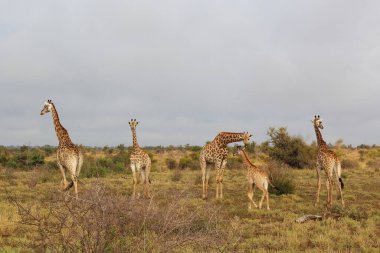 Giraffe / Giraffe / Giraffa camelopardalis