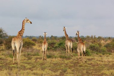Giraffe / Giraffe / Giraffa camelopardalis