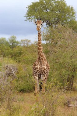Giraffe / Giraffe / Giraffa camelopardalis