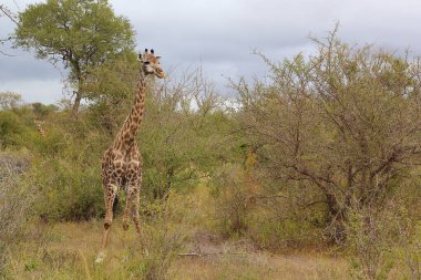 Giraffe / Giraffe / Giraffa camelopardalis