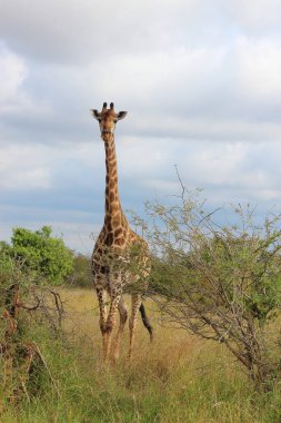 Giraffe / Giraffe / Giraffa camelopardalis