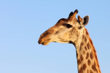 Giraffe und Gelbschnabel-Madenhacker / Giraffe and Yellow-billed oxpecker / Giraffa Camelopardalis et Buphagus africanus