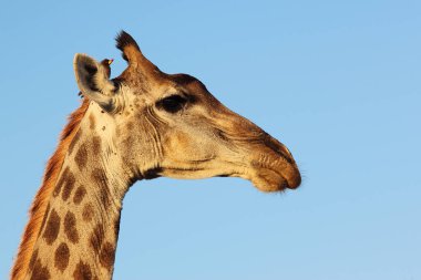 Giraffe und Gelbschnabel-Madenhacker / Giraffe and Yellow-billed oxpecker / Giraffa Camelopardalis et Buphagus africanus