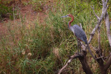 Goliathreiher / Goliath balıkçıl / Ardea goliath