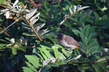 Graububuel / Kara Gözlü Bulbul veya Koyu Kapaklı Bulbul / Pycnonotus Barbatus