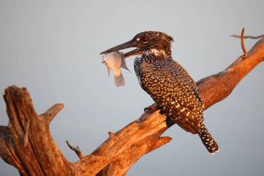 Graufischer / Pied kingfisher / Ceryle rudis
