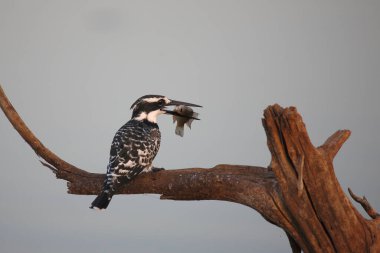 Graufischer / Pied kingfisher / Ceryle rudis