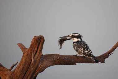 Graufischer / Pied kingfisher / Ceryle rudis