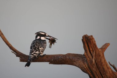 Graufischer / Pied kingfisher / Ceryle rudis