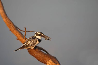 Graufischer / Pied kingfisher / Ceryle rudis