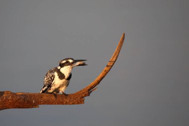 Graufischer / Pied kingfisher / Ceryle rudis