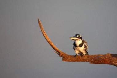 Graufischer / Pied kingfisher / Ceryle rudis