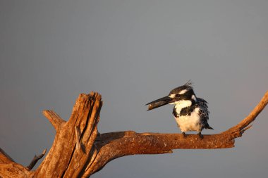 Graufischer / Pied kingfisher / Ceryle rudis