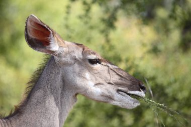 Grosser Kudu / Greater kudu / Tragelaphus strepsiceros