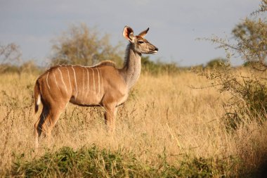 Grosser Kudu / Greater kudu / Tragelaphus strepsiceros
