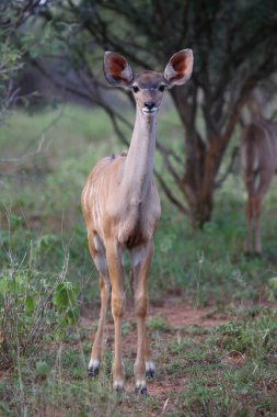 Grosser Kudu / Greater kudu / Tragelaphus strepsiceros