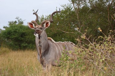 Grosser Kudu / Greater kudu / Tragelaphus strepsiceros