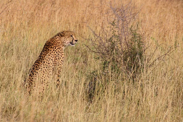 Gepard Cheetah Acinonyx Jubatus — Stock Photo, Image