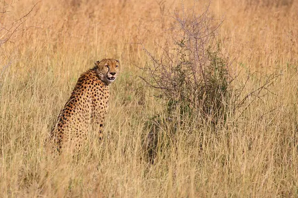 Gepard Cheetah Acinonyx Jubatus — Stockfoto