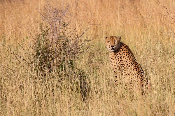 Gepard Cheetah Acinonyx Jubatus — Stockfoto