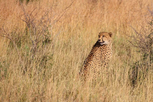 Gepard Cheetah Acinonyx Jubatus — Stockfoto