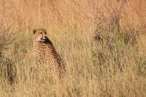 Gepard Cheetah Acinonyx Jubatus — Foto de Stock