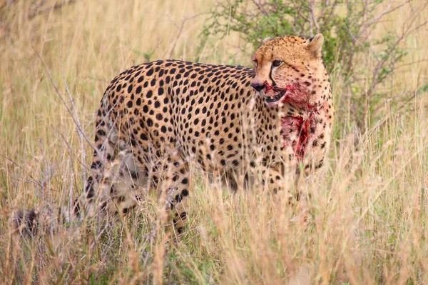 Gepard Cheetah Acinonyx Jubatus — Fotografia de Stock