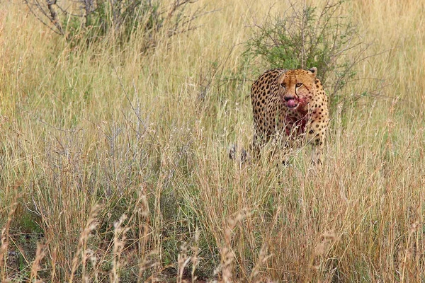 Gepard Cheetah Acinonyx Jubatus — Stock Fotó