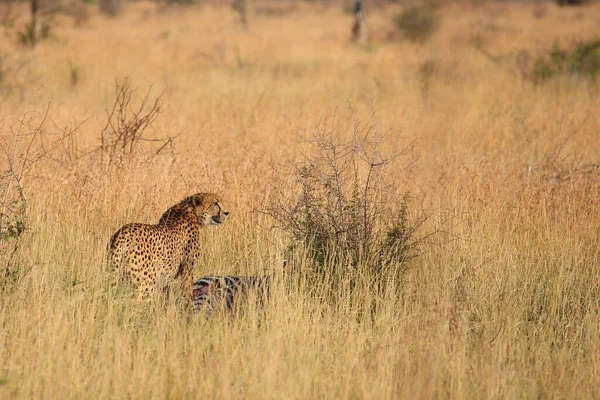 Gepard Cheetah Acinonyx Jubatus — Fotografia de Stock
