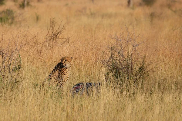 Gepard Cheetah Acinonyx Jubatus — Foto Stock