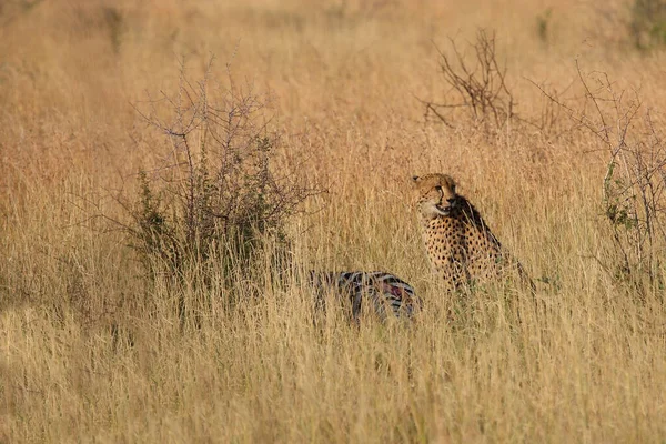 Gepard Cheetah Acinonyx Jubatus — Fotografia de Stock