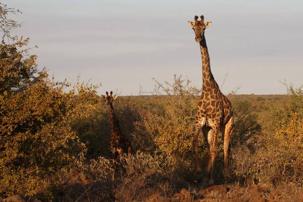 Giraffe Giraffe Giraffa Camelopardalis — Stockfoto