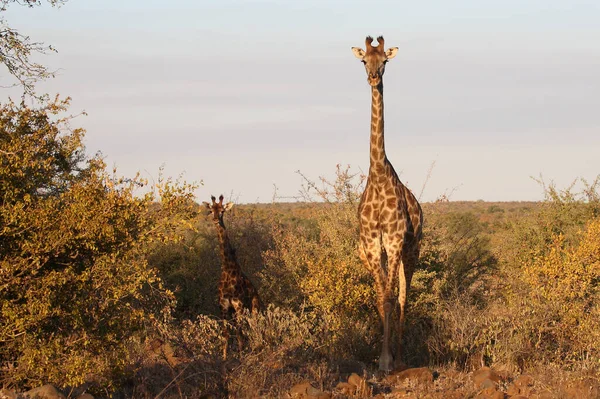 Giraffe Giraffe Giraffa Camelopardalis — Foto Stock