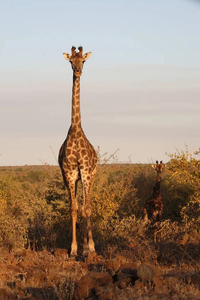 Giraffe Giraffe Giraffa Camelopardalis — Zdjęcie stockowe
